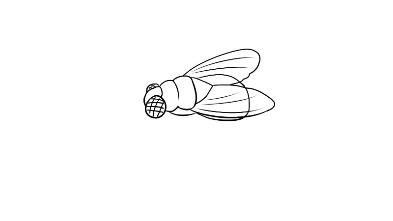 苍蝇简笔画画法