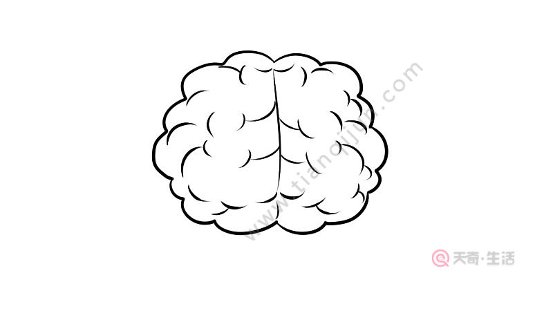人类大脑简笔画步骤 人类大脑简笔画教程