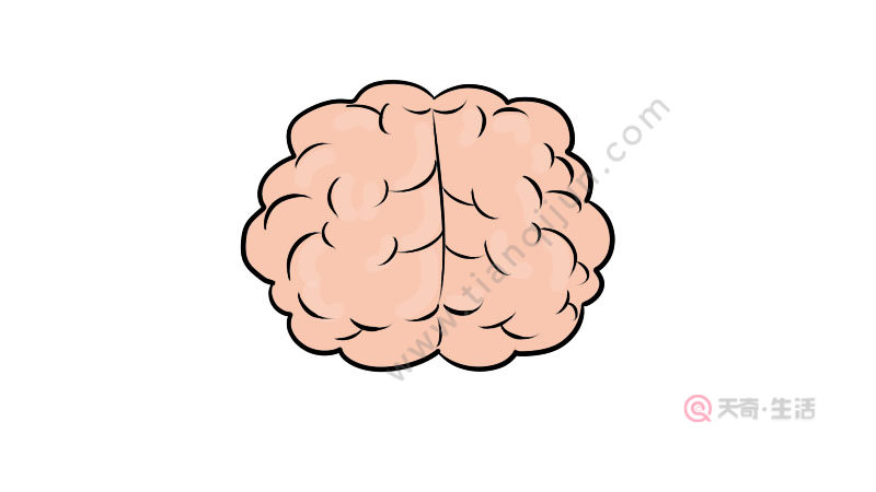 人类大脑简笔画步骤 人类大脑简笔画教程