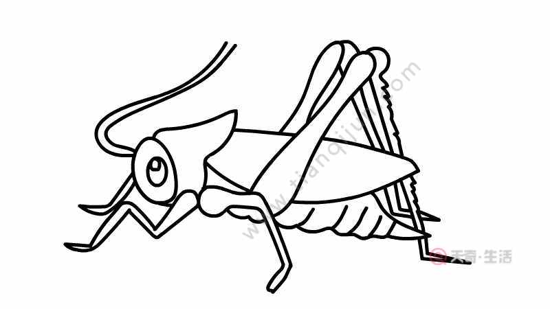 蟋蟀的画法 蟋蟀怎么画