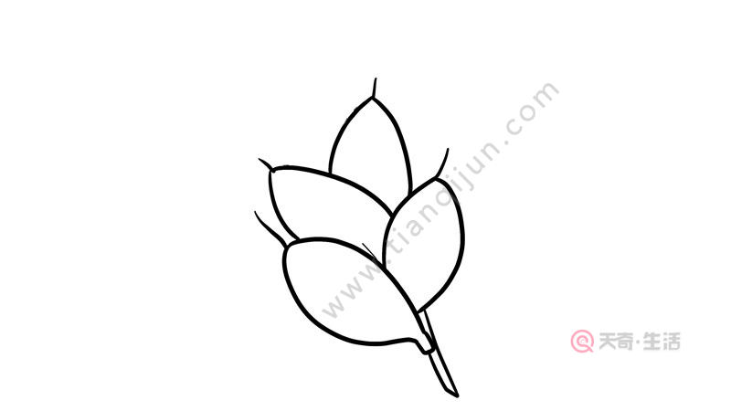 小麦简笔画 小麦简笔画步骤