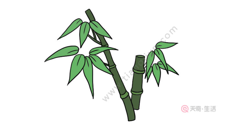 1,首先画出一节小竹子和竹叶.