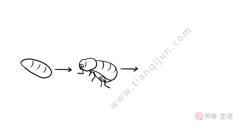 知了从卵到幼虫的简笔画 知了从卵到幼虫的画法