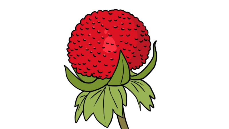 红色的蛇莓简笔画