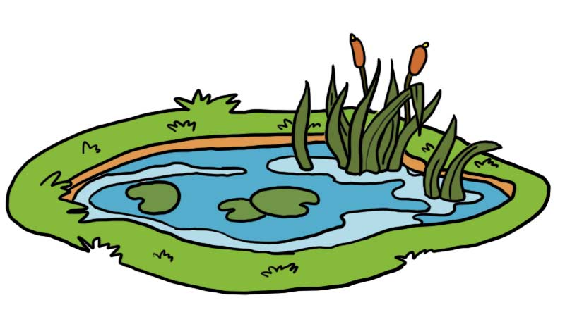 小池塘和水草简笔画