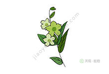 烟草花简笔画
