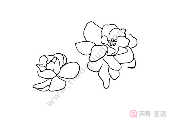 栀子花简笔画