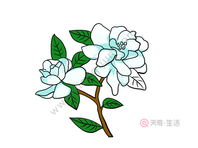 栀子花简笔画