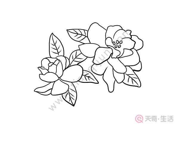 栀子花简笔画