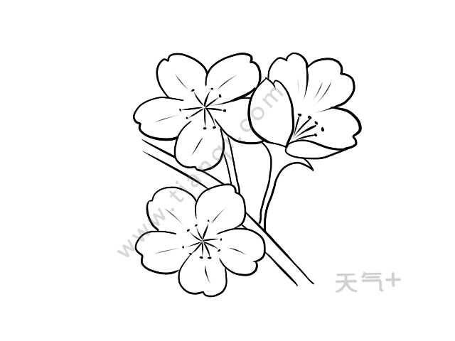 樱花简笔画 樱花的画法简笔画