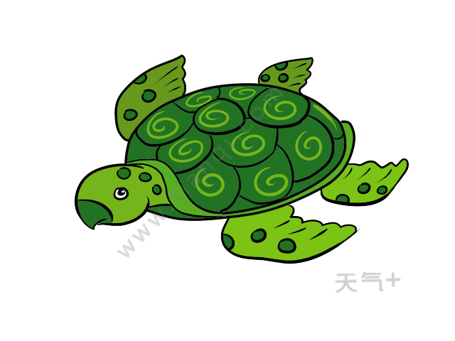 海龟简笔画 海龟简笔画画法