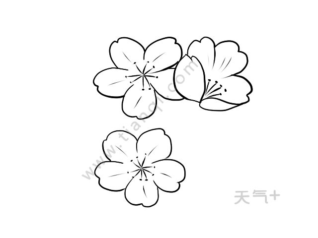 2,画上枝干,把花瓣连在一起.
