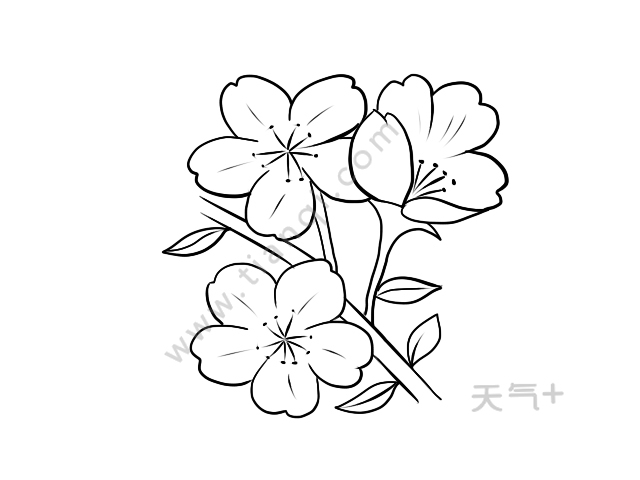 樱花简笔画樱花的画法简笔画