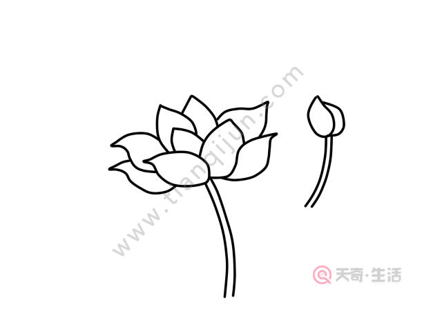 荷花简笔画 荷花的画法