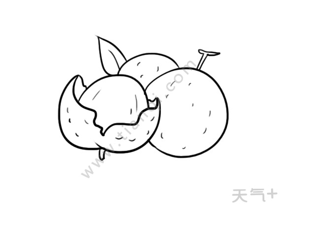 桂圆简笔画 桂圆简笔画画法