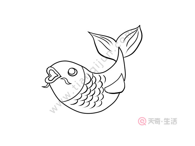 鲤鱼简笔画 鲤鱼简笔画画法