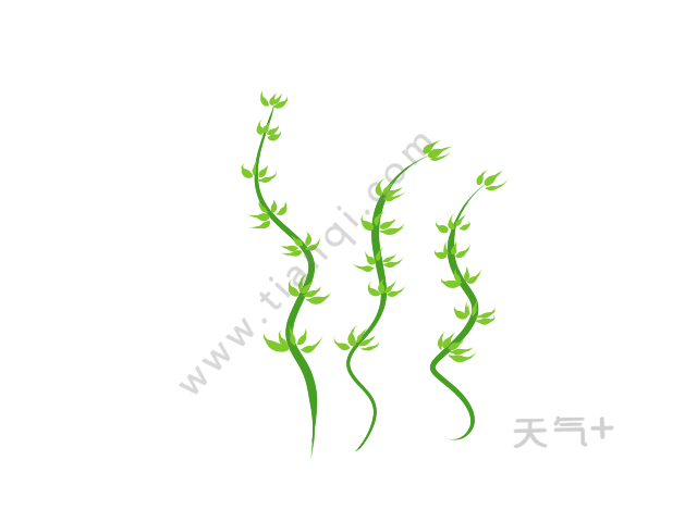 水草简笔画 水草的简单画法