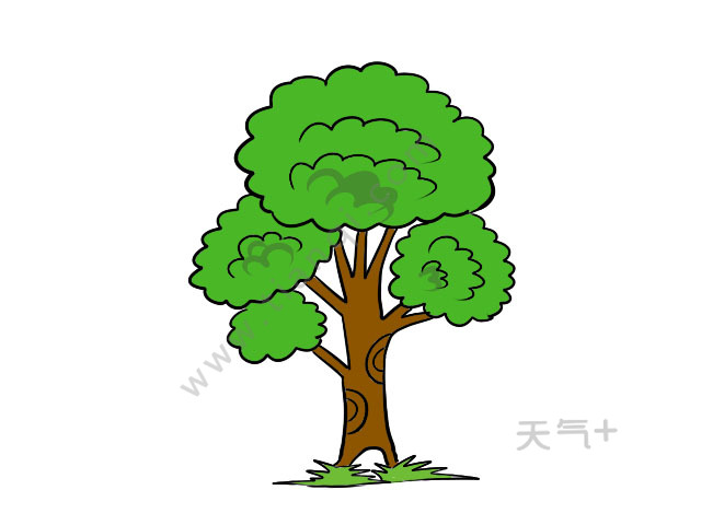 1,先画茂盛的树叶.