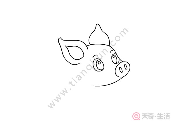 卡通小猪简笔画 卡通小猪怎么画