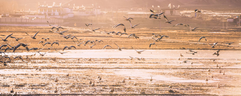 中华千年鸟道保护地在哪个地方