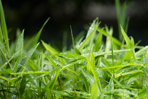 春潮带雨晚来急,野渡无人舟自横是什么季节  