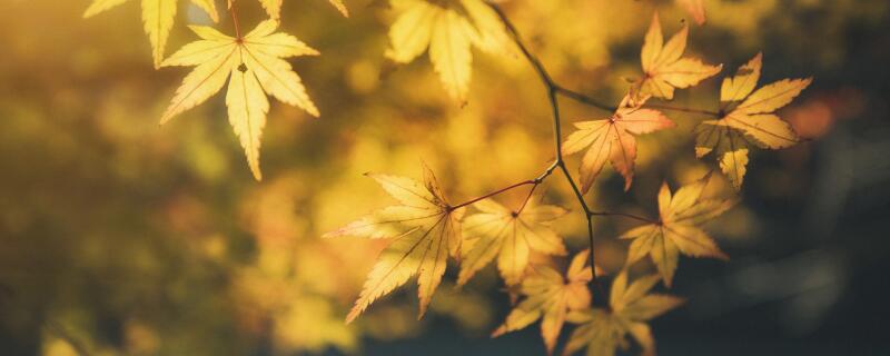 描写秋天的诗句有哪些