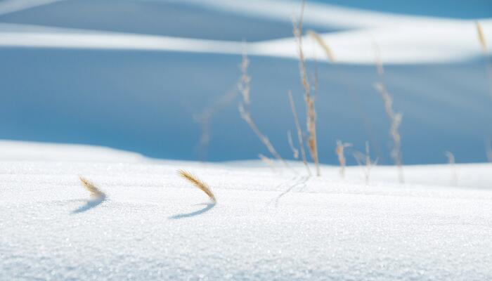 沁园春雪赏析