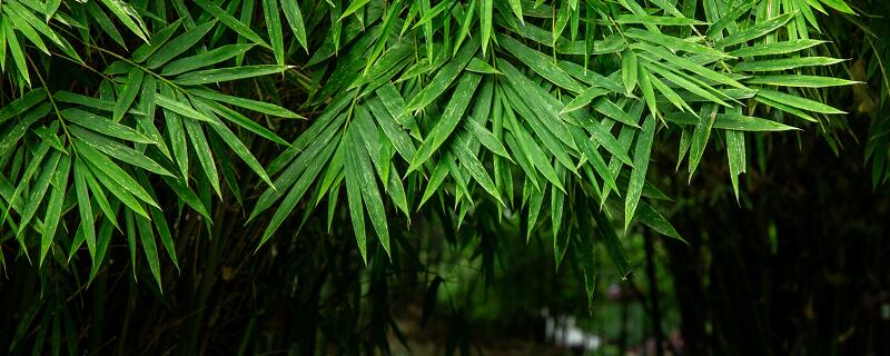 竹子是生长速度最快的植物，为什么它能长得这么快