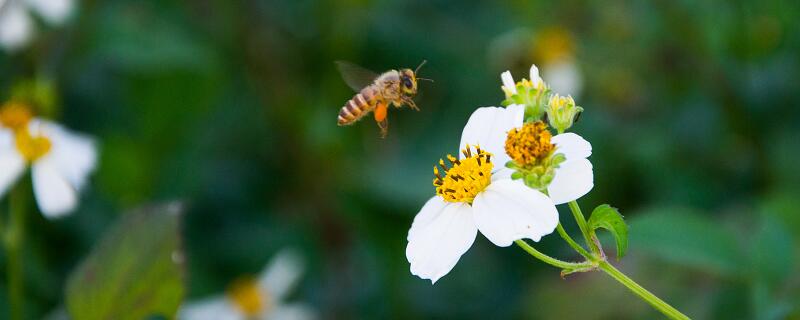 蜜蜂这篇课文的实验过程是什么