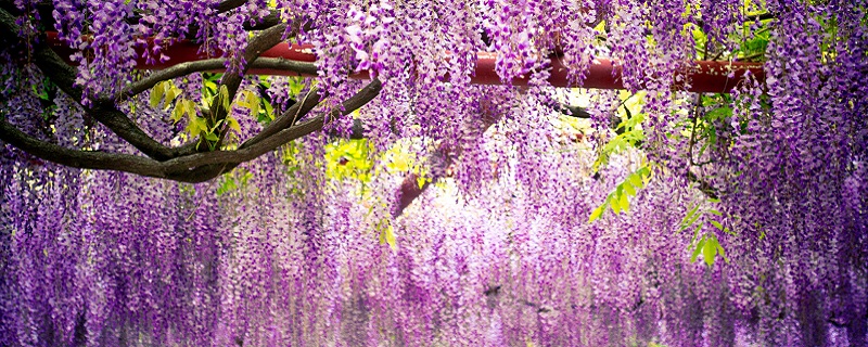 紫藤萝瀑布从哪几个方面描写紫藤萝的