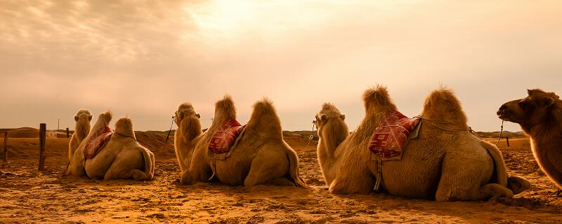 骆驼为什么能在沙漠中行走