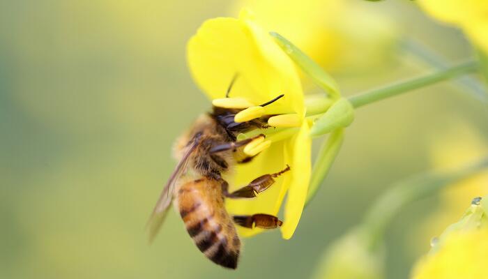 蜜蜂一课体现了作者什么的科学态度
