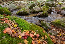 苔古詩帶拼音全文 苔袁枚的拼音版