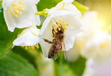 蜜蜂一课体现了作者什么的科学态度 蜜蜂一课体现了作者什么精神