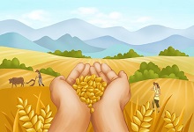 形容麦子的优美句子 关于小麦的优美的句子