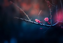 雪梅 卢铖翻译 雪梅古诗诗意及赏析