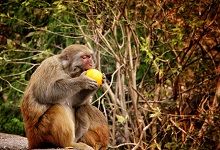 小猴子掰玉米的故事告诉我们什么 小猴子掰玉米的故事告诉什么道理