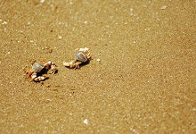 孤独的小螃蟹告诉了我们什么