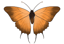 枯叶蝴蝶的显著特点是什么 枯叶蝶有什么特点