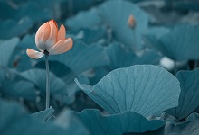 如梦令的意思及翻译 李清照词《如梦令》赏析