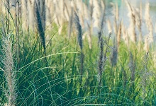 賦得古原草送別題目意思 賦得古原草送別譯文