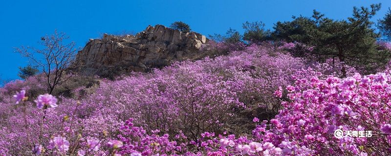 榆林市春季賞花去哪里