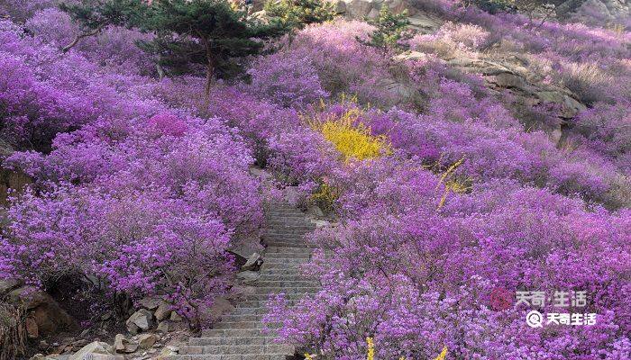 抚顺市春季赏花去哪里 推荐抚顺市春季赏花好去处