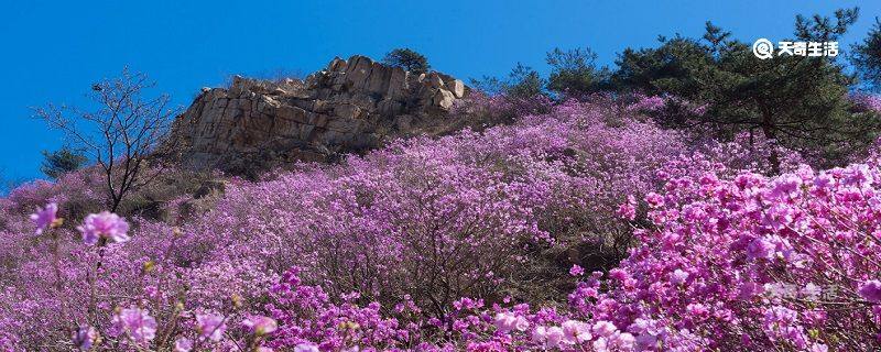 鸡西市春季赏花去哪里
