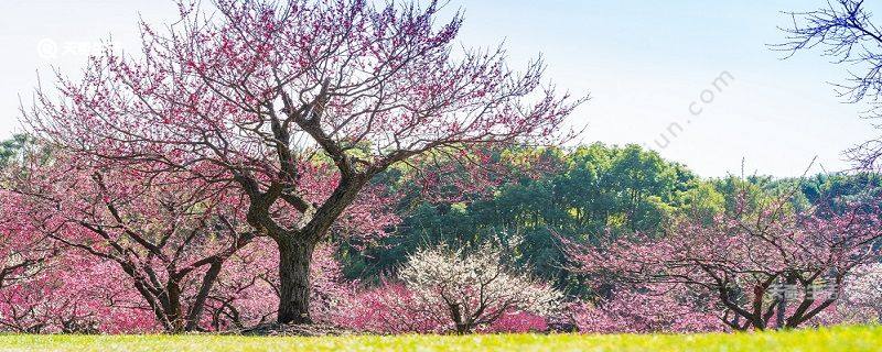 徐州市春季赏花去哪里