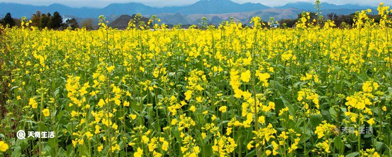 芜湖市春季赏花去哪里