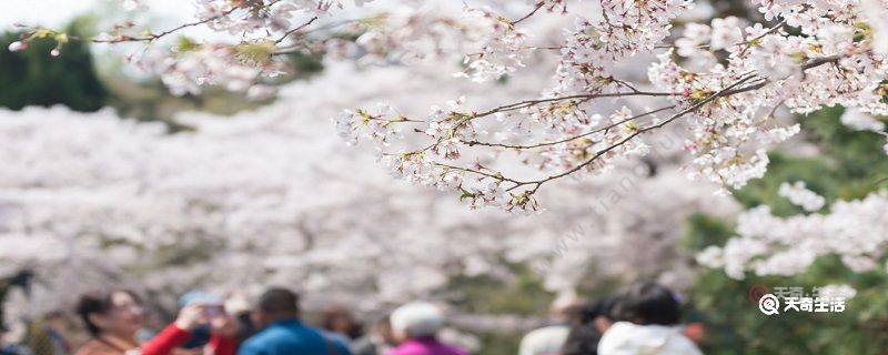 九江市春季赏花去哪里
