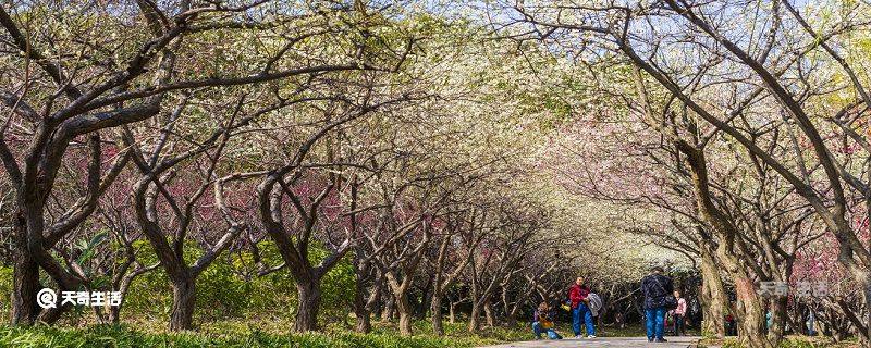 四平市春季赏花去哪里