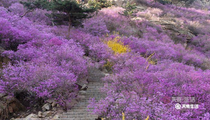 四平市春季赏花去哪里