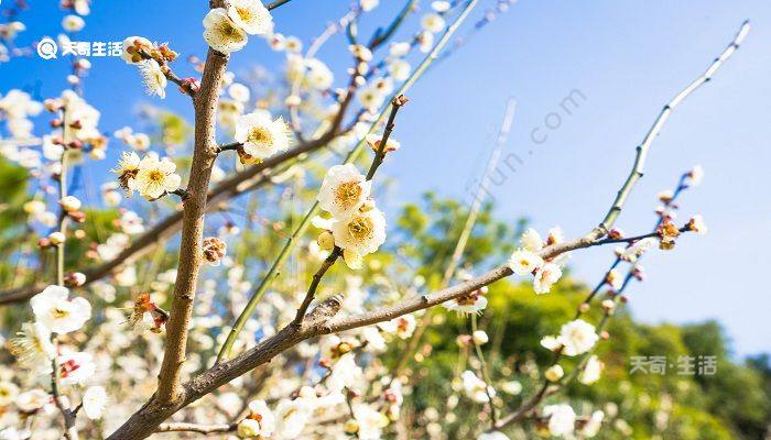 徐州市春季赏花去哪里